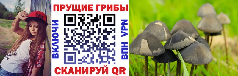 Псилоцибиновые грибы мицелий  Нижнеудинск 